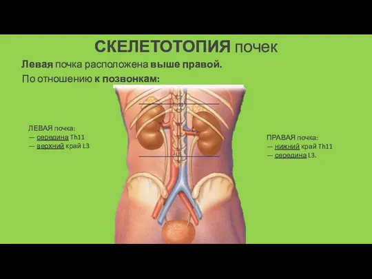 СКЕЛЕТОТОПИЯ почек ЛЕВАЯ почка: — середина Th11 — верхний край