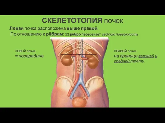 СКЕЛЕТОТОПИЯ почек Левая почка расположена выше правой. L3 Th11 По