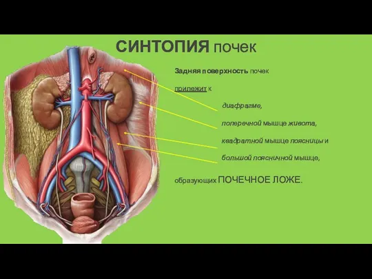 СИНТОПИЯ почек Задняя поверхность почек прилежит к диафрагме, поперечной мышце