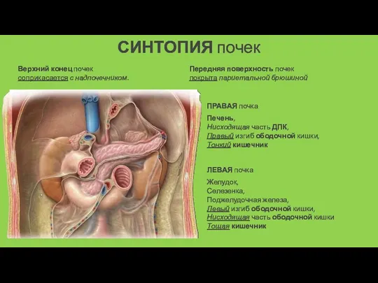 СИНТОПИЯ почек Передняя поверхность почек покрыта париетальной брюшиной ПРАВАЯ почка