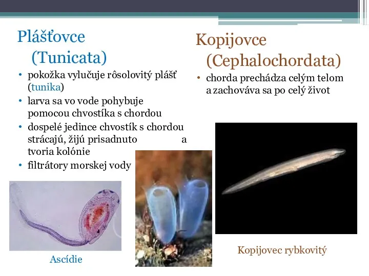 Plášťovce (Tunicata) pokožka vylučuje rôsolovitý plášť (tunika) larva sa vo