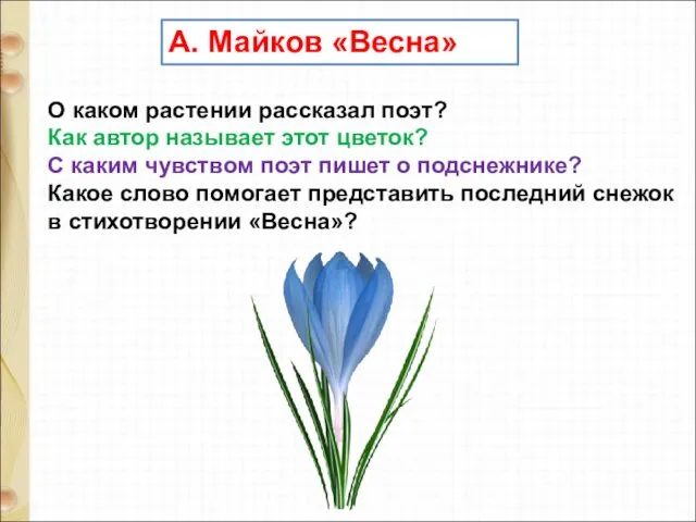 А. Майков «Весна» О каком растении рассказал поэт? Как автор называет этот цветок?