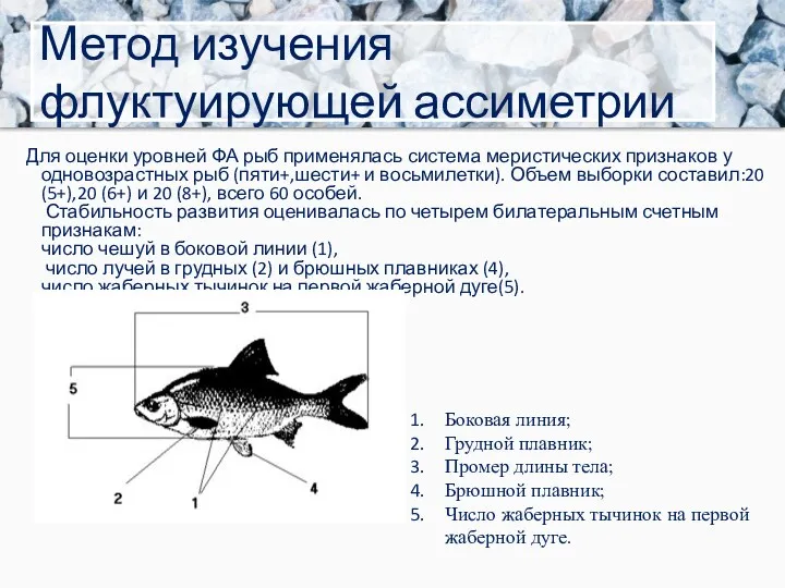 Для оценки уровней ФА рыб применялась система меристических признаков у