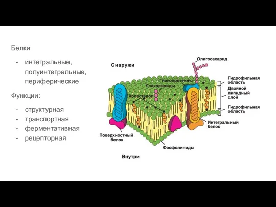 Белки интегральные, полуинтегральные, периферические Функции: структурная транспортная ферментативная рецепторная