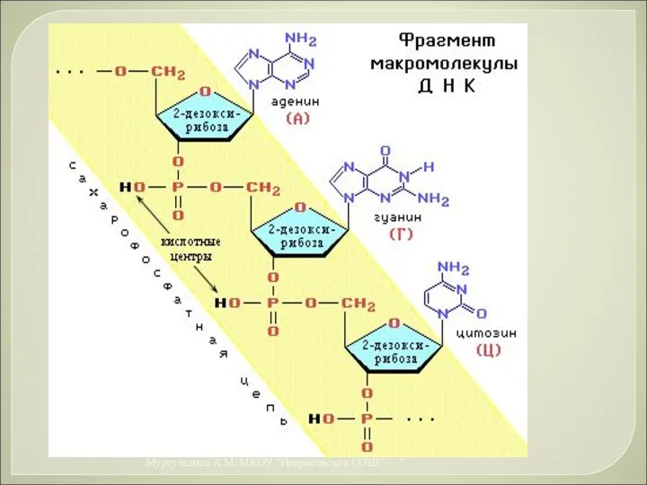 * Муртузалиев А.М. МКОУ "Некрасовская СОШ"