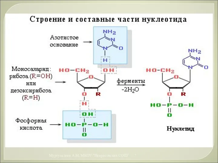 * Муртузалиев А.М. МКОУ "Некрасовская СОШ"