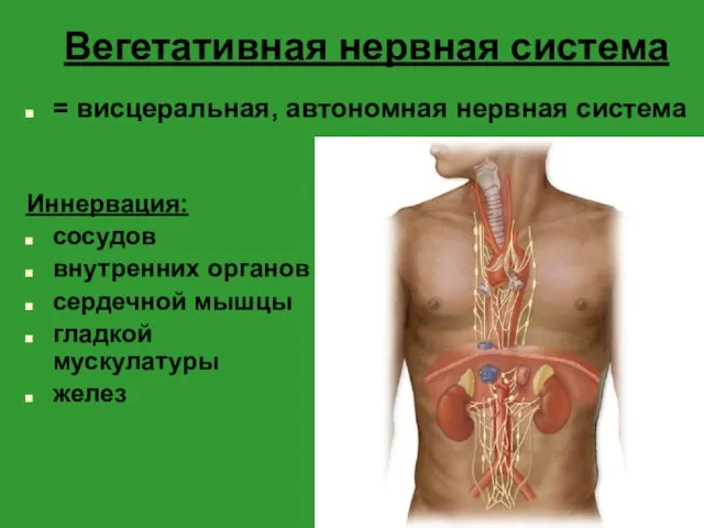 Вегетативная нервная система = висцеральная, автономная нервная система Иннервация: сосудов внутренних органов сердечной