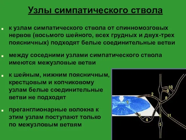 Узлы симпатического ствола к узлам симпатического ствола от спинномозговых нервов