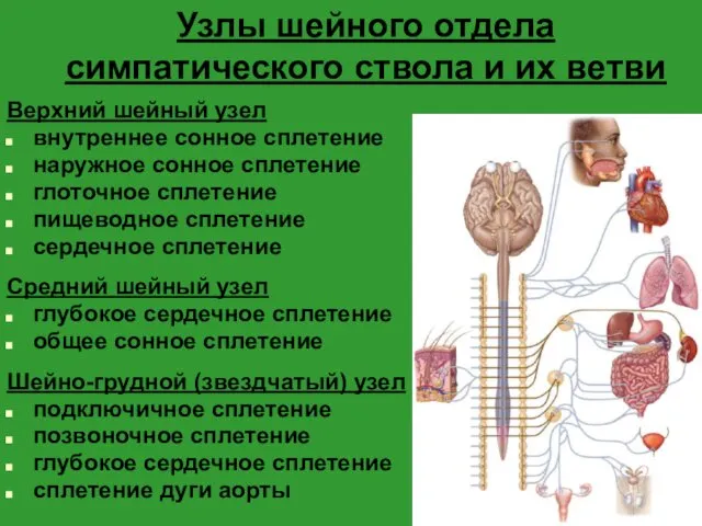 Узлы шейного отдела симпатического ствола и их ветви Верхний шейный