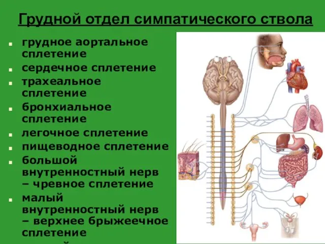 Грудной отдел симпатического ствола грудное аортальное сплетение сердечное сплетение трахеальное