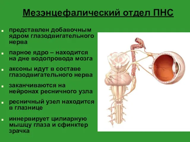 Мезэнцефалический отдел ПНС представлен добавочным ядром глазодвигательного нерва парное ядро – находится на