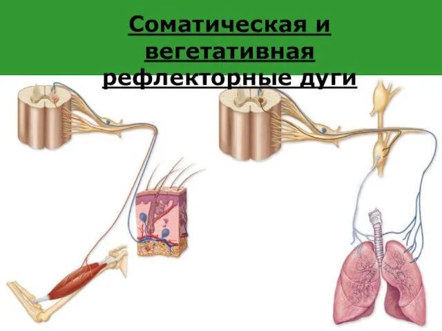 Соматическая и вегетативная рефлекторные дуги