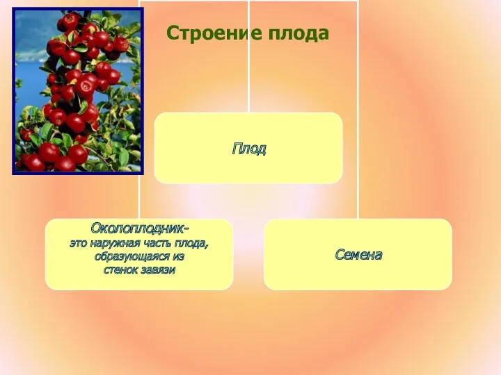 Строение плода