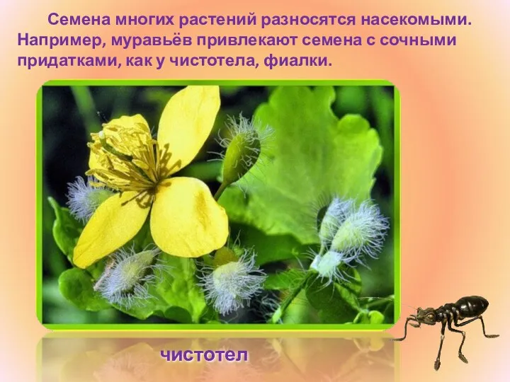 Семена многих растений разносятся насекомыми. Например, муравьёв привлекают семена с