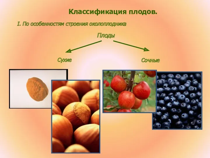 Классификация плодов. I. По особенностям строения околоплодника Плоды Сухие Сочные