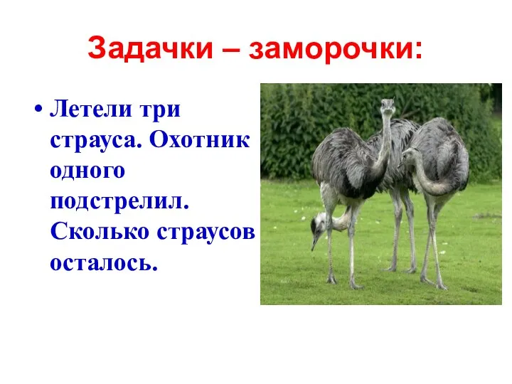 Задачки – заморочки: Летели три страуса. Охотник одного подстрелил. Сколько страусов осталось.