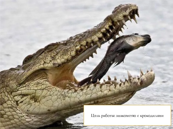 Крокодилы Цель работы: знакомство с крокодилами