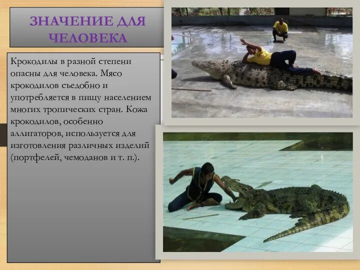 ЗНАЧЕНИЕ ДЛЯ ЧЕЛОВЕКА Крокодилы в разной степени опасны для человека.