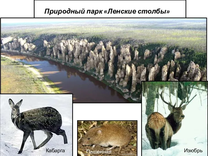 Природный парк «Ленские столбы» Кабарга Изюбрь Пашенная полевка