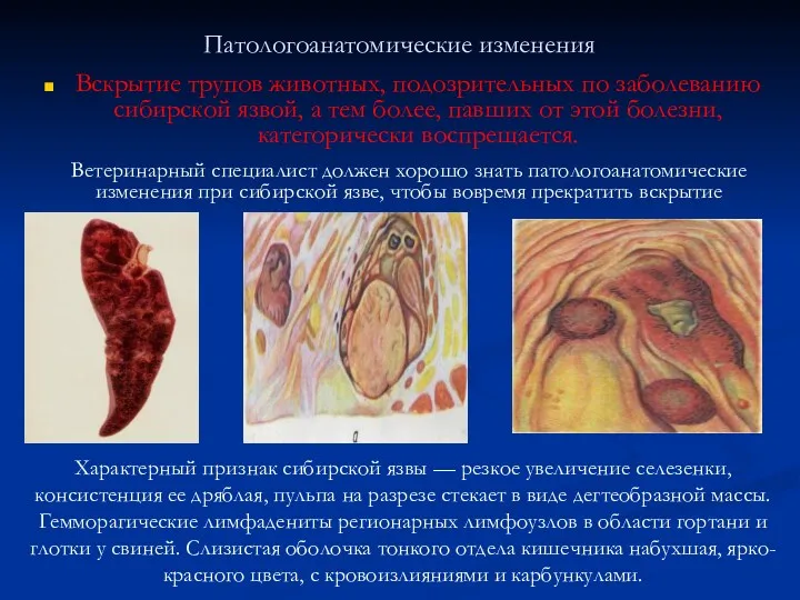 Патологоанатомические изменения Вскрытие трупов животных, подозрительных по заболеванию сибирской язвой,