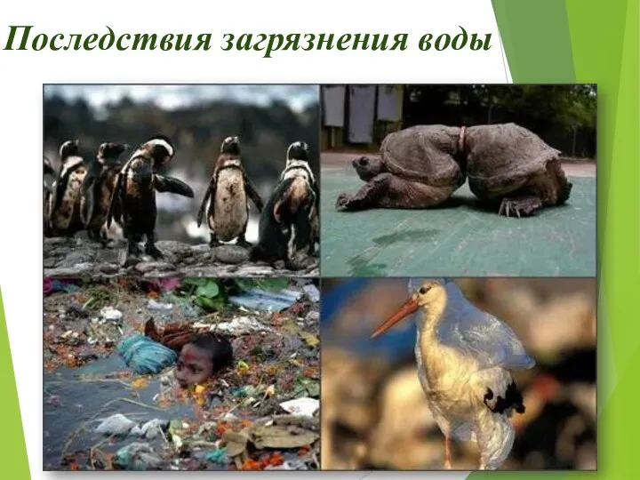 Последствия загрязнения воды