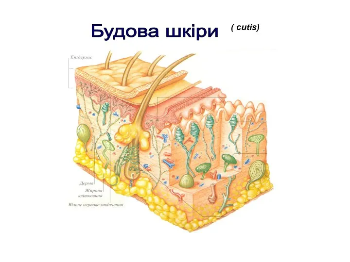 Будова шкіри ( cutis)