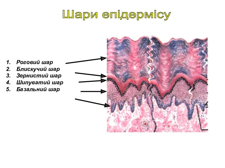 Шари епідермісу Роговий шар Блискучий шар Зернистий шар Шипуватий шар Базальний шар