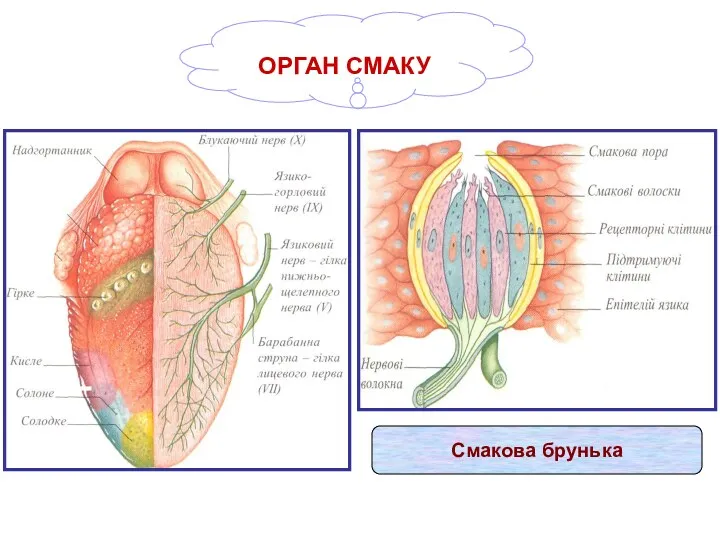 ОРГАН СМАКУ Смакова брунька