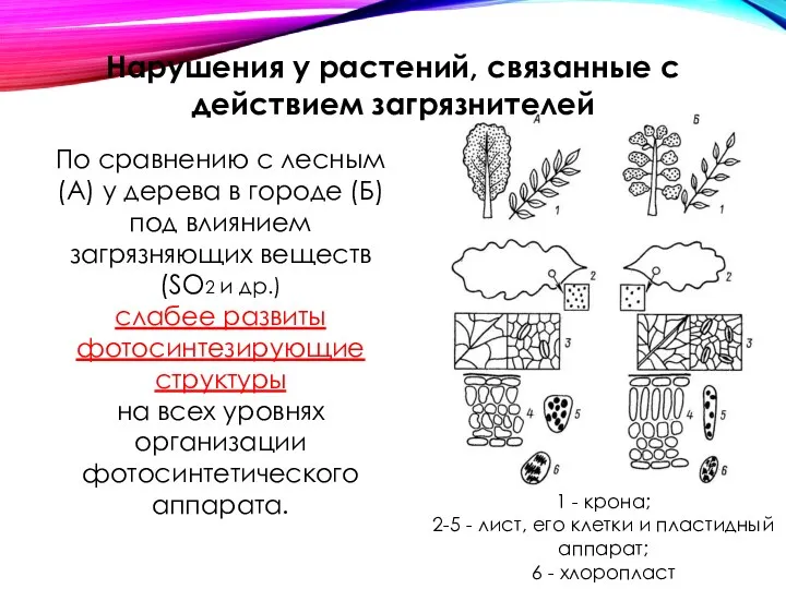 По сравнению с лесным (А) у дерева в городе (Б)