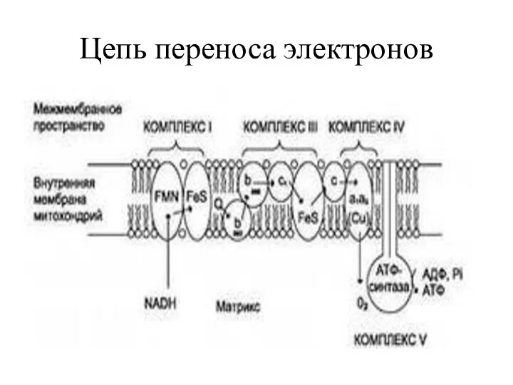 Цепь переноса электронов