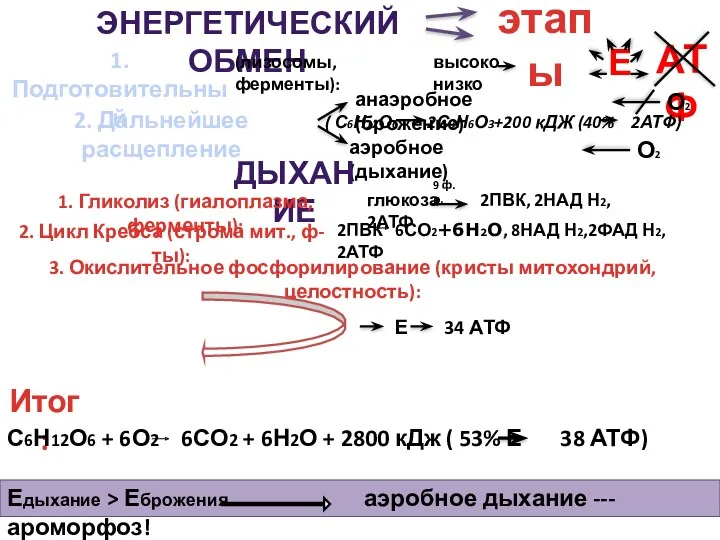 ЭНЕРГЕТИЧЕСКИЙ ОБМЕН этапы 1. Подготовительный (лизосомы, ферменты): высоко низко Е