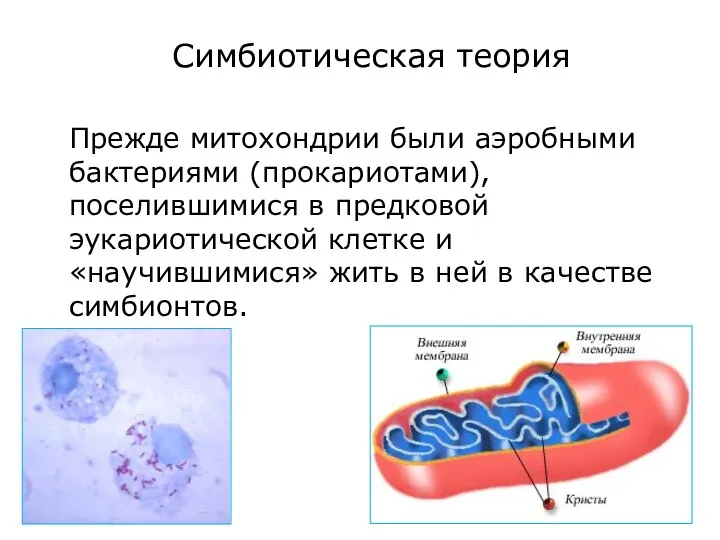 Прежде митохондрии были аэробными бактериями (прокариотами), поселившимися в предковой эукариотической