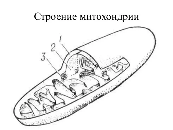 Строение митохондрии