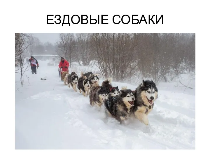 ЕЗДОВЫЕ СОБАКИ