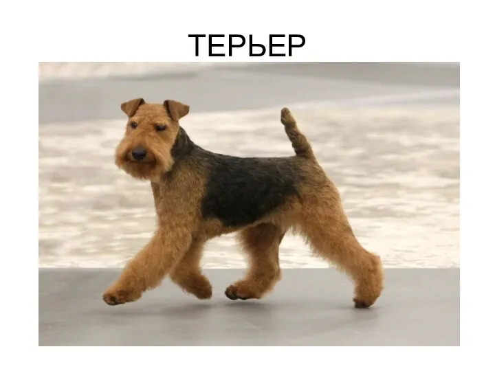 ТЕРЬЕР