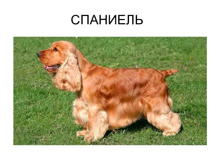 СПАНИЕЛЬ