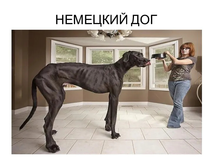 НЕМЕЦКИЙ ДОГ