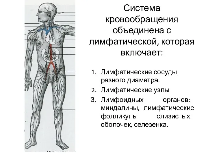 Система кровообращения объединена с лимфатической, которая включает: Лимфатические сосуды разного диаметра. Лимфатические узлы