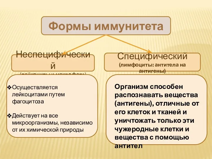 Формы иммунитета Неспецифический (лейкоциты и макрофаги) Специфический (лимфоциты: антитела на