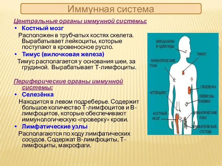 Иммунная система Центральные органы иммунной системы: Костный мозг Расположен в