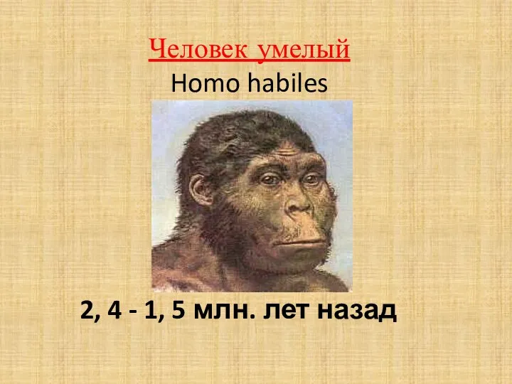 Человек умелый Homo habiles 2, 4 - 1, 5 млн. лет назад