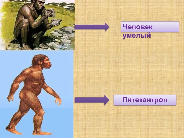 Человек умелый Питекантроп