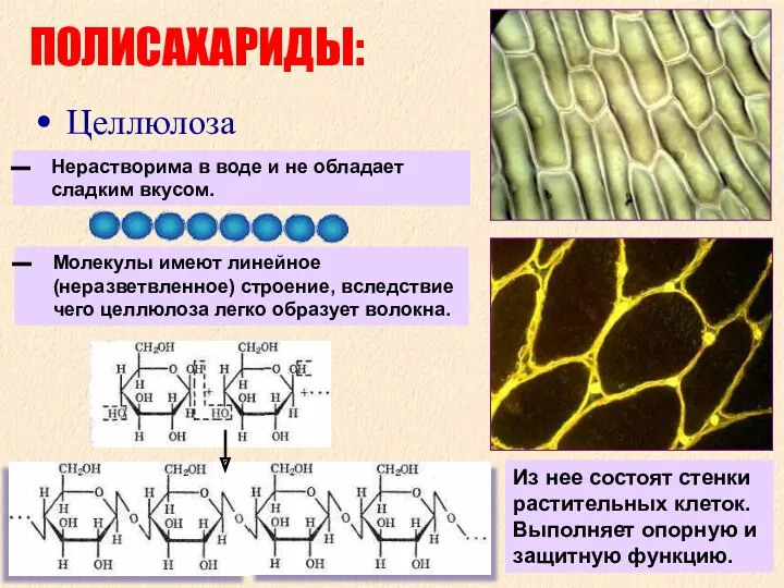 ПОЛИСАХАРИДЫ: Целлюлоза Молекулы имеют линейное (неразветвленное) строение, вследствие чего целлюлоза