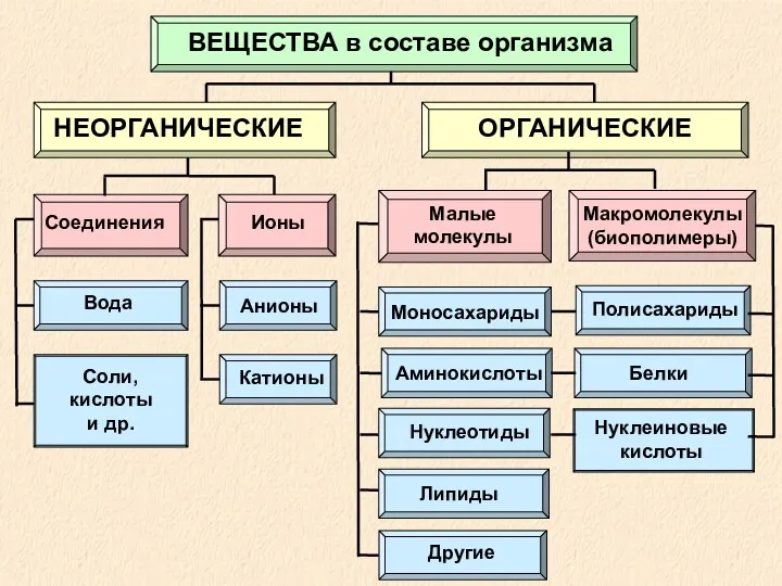 ВЕЩЕСТВА в составе организма НЕОРГАНИЧЕСКИЕ ОРГАНИЧЕСКИЕ Соединения Ионы Малые молекулы