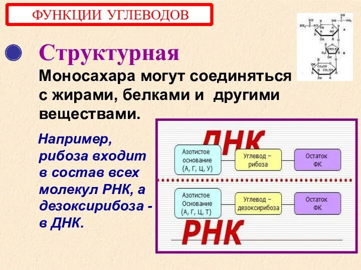 Структурная Моносахара могут соединяться с жирами, белками и другими веществами.