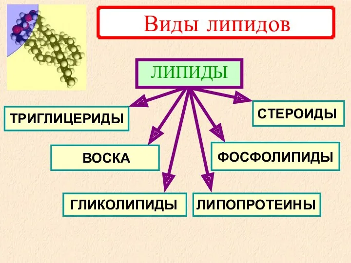 ФОСФОЛИПИДЫ СТЕРОИДЫ ЛИПОПРОТЕИНЫ ГЛИКОЛИПИДЫ ТРИГЛИЦЕРИДЫ ВОСКА ЛИПИДЫ Виды липидов