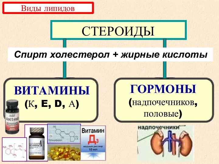 СТЕРОИДЫ ВИТАМИНЫ (К, E, D, А) ГОРМОНЫ (надпочечников, половые) Спирт холестерол + жирные кислоты Виды липидов