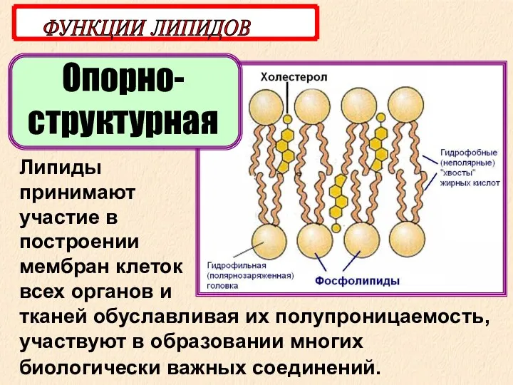 Опорно-структурная ФУНКЦИИ ЛИПИДОВ Липиды принимают участие в построении мембран клеток