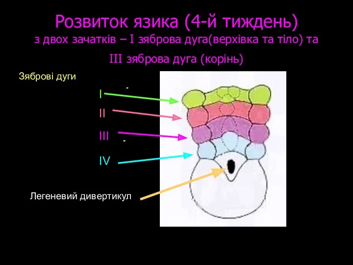 Розвиток язика (4-й тиждень) з двох зачатків – I зяброва