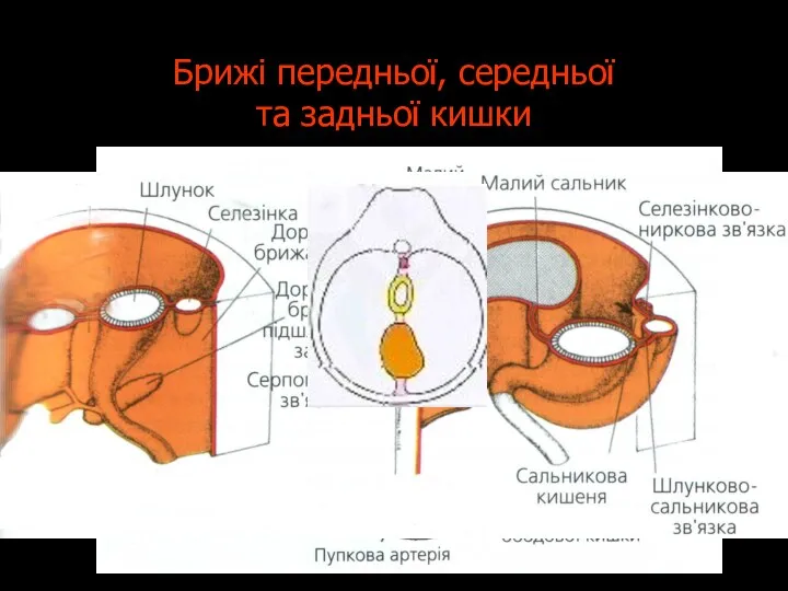 Брижі передньої, середньої та задньої кишки